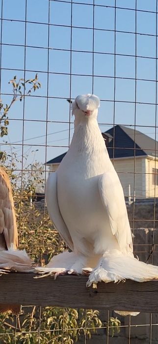 Голуби вальерный
