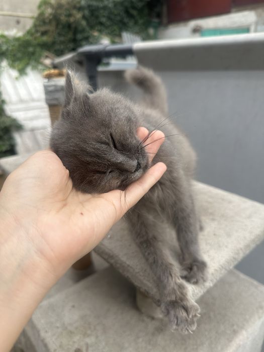 Отдаем котенка британца в добрые руки