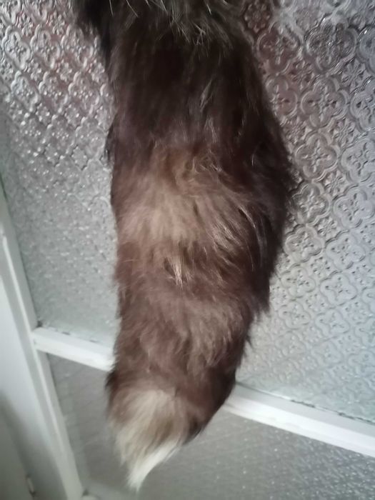 Богата голяма сребърна лисича яка.