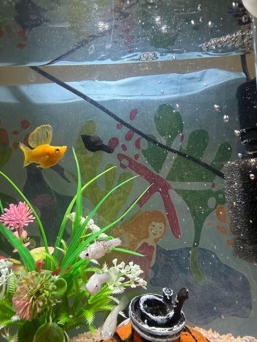 Отдам рыбку моллинезия баллон девочка