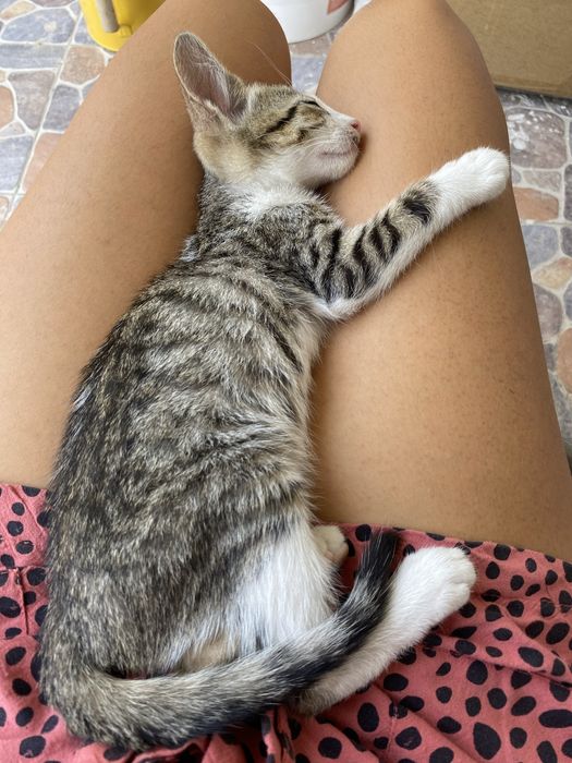 Donez pui de pisica