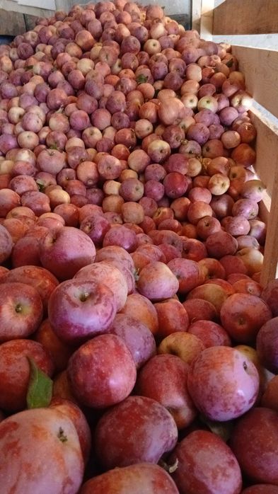 Mere de vanzare de țuica/ suc si consum