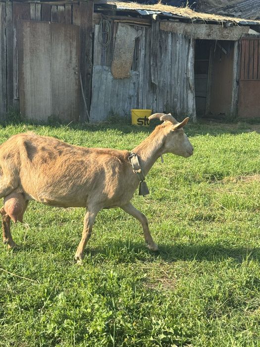 Capre foarte bune de lapte in arges