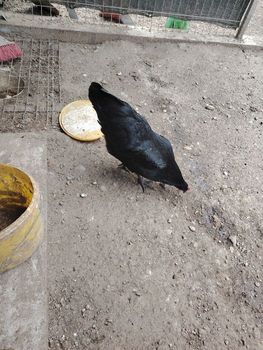 Vând famili Australorp negru și albastru. Găini puici