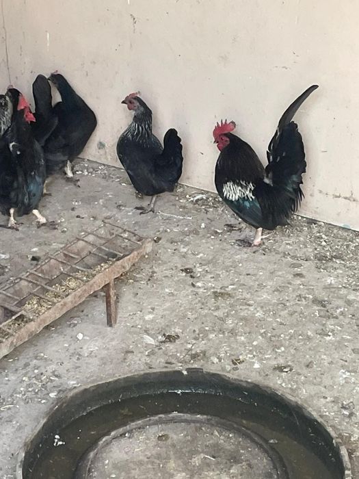 Продам  карликовых курей