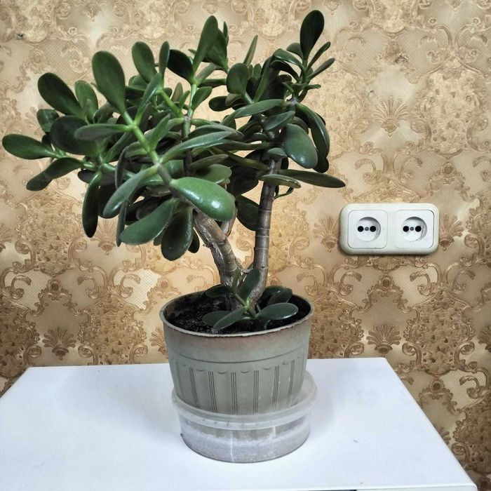 Долларовое дерево