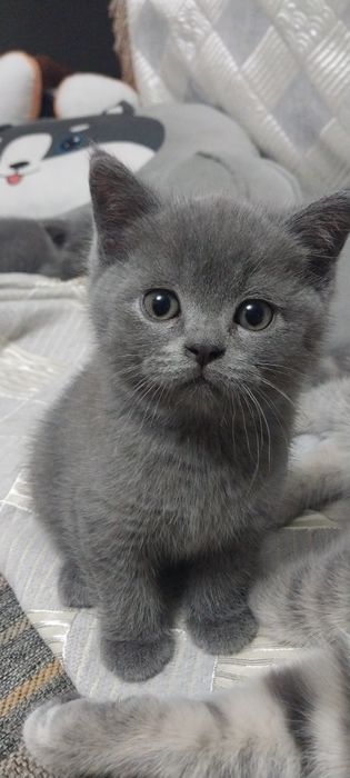Британский  Котёнок Мальчик