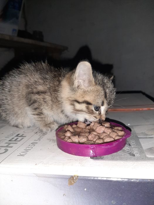 Котик ищет дом девочка примерно 1.5месяца