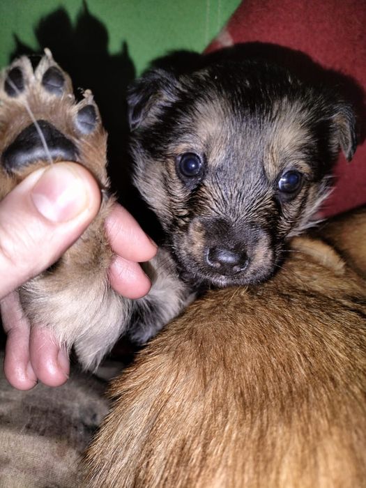 Срочно Ище дом малышам