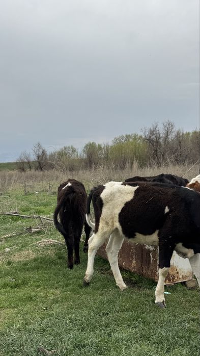 Продам телок годовалых