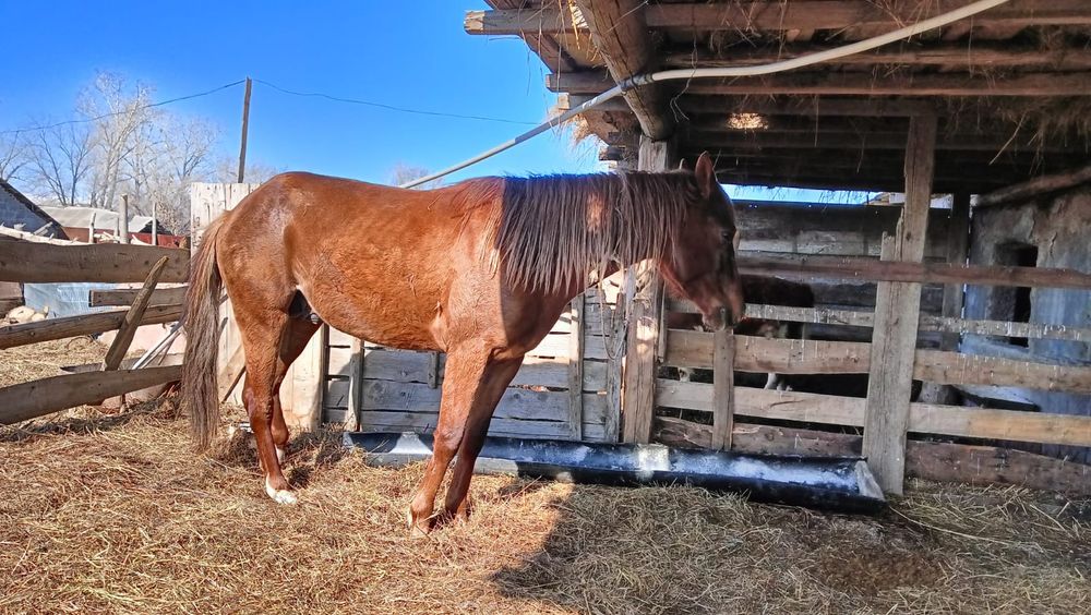 Бес жасар айғыр сатылады