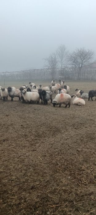 Oi rasă țurcană de vânzare