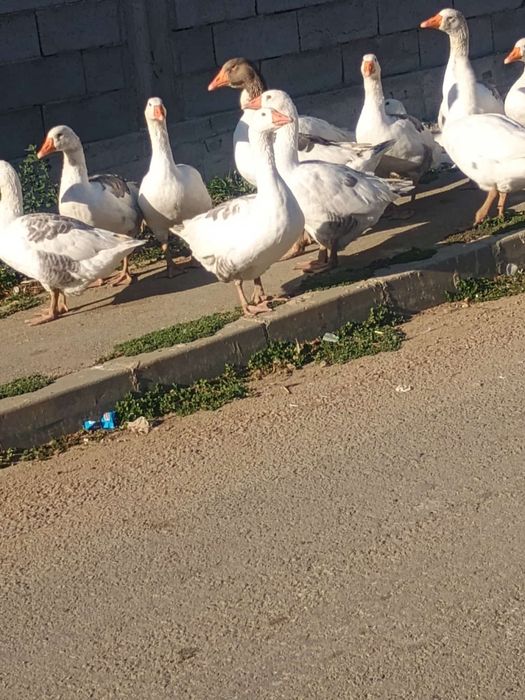 Vând gâște preț de la 150 lei