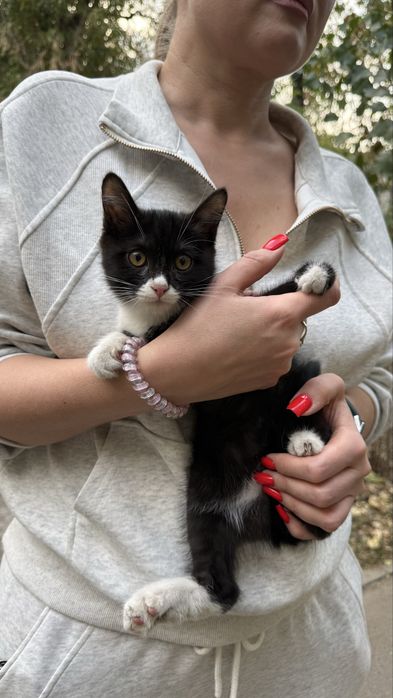 Котенок мальчик в добрые руки