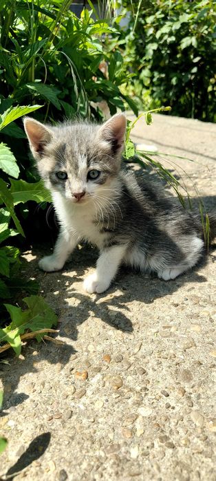 Подарявам 6 котенца