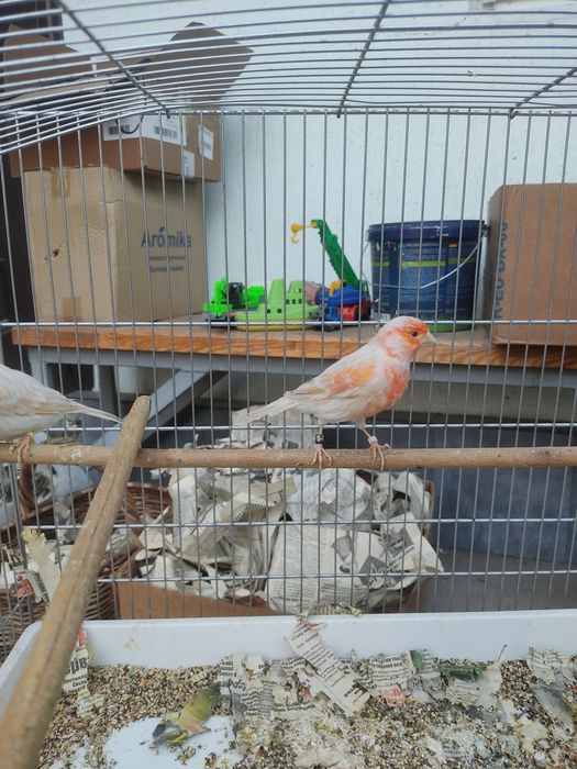 Канарейка самец сатинет