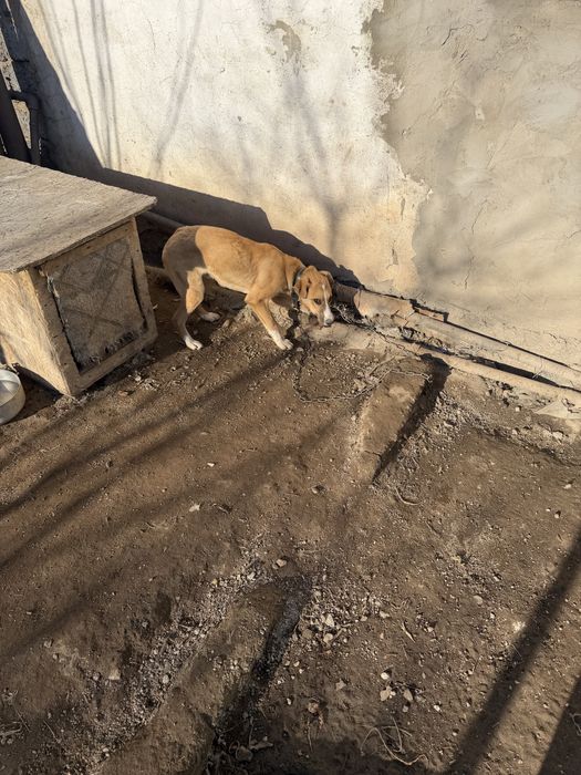 Отдам щенка мальчик.