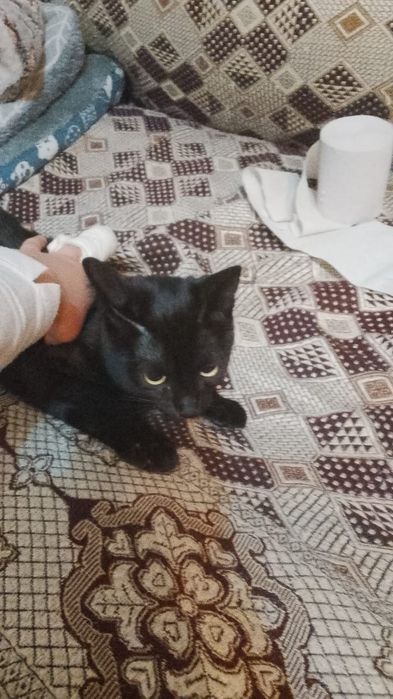 Котик ищет свою семью