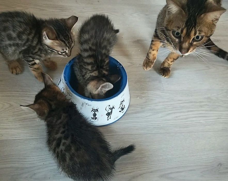 Полубенгальские котята