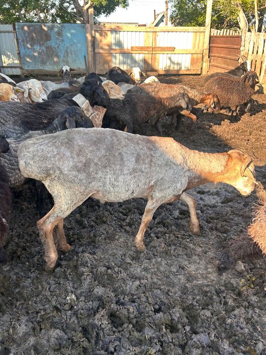 Продам племенных баранов