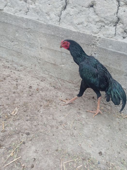 Майский чужа тозза шамо сотилади