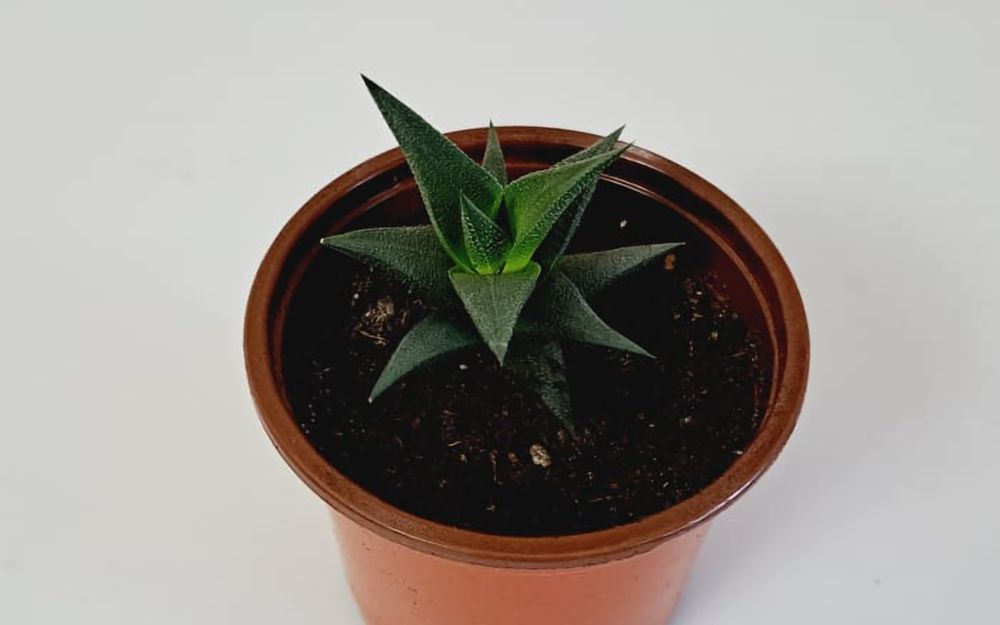 Цветы Цветы Цветы