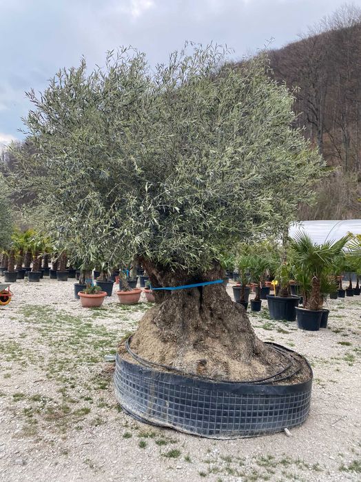 Plante Ornamentale pentru Exterior si Alei