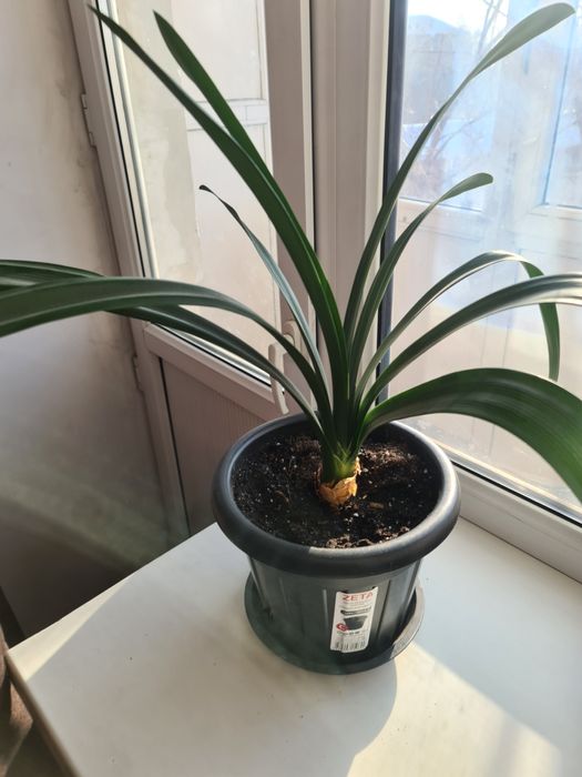 Продаю Комнатные цветы.