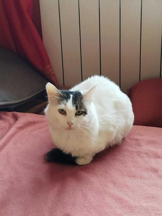 Млада котка, пухкава, мила, търси своите грижовни стопани.