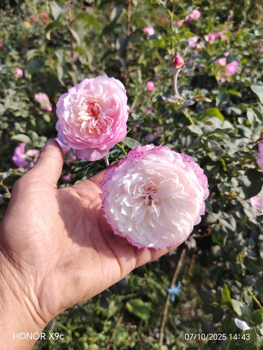 Штамповий роза гулларимиз сотувга таййор. 1-2-3 йиллик