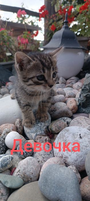 Котята в Добрые и Надёжные руки !