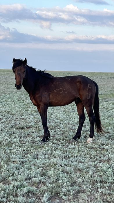 Торы айғыр сатылады