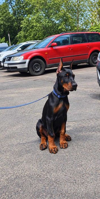 Pui de Doberman European de calitate  superioară