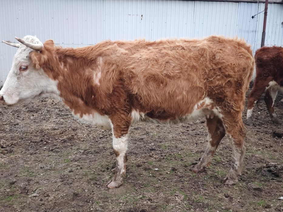 Корова продается.