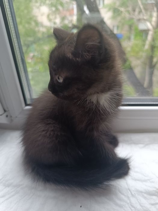 Отдам котенка в добрые руки
