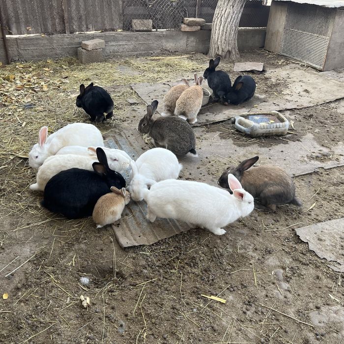 Қоян заец кролик