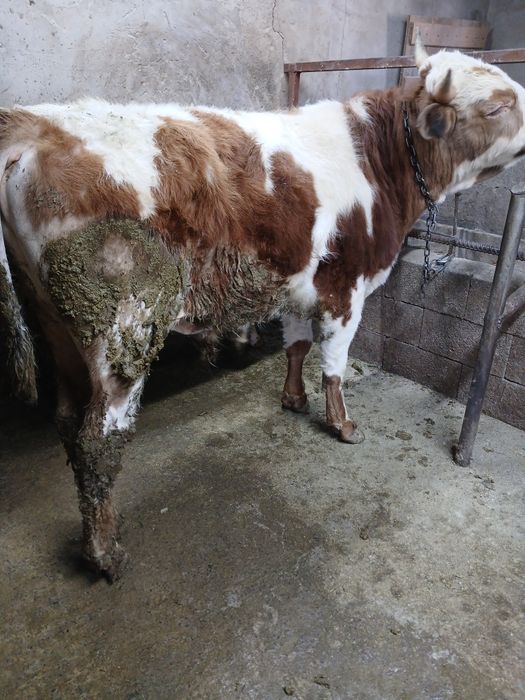 Продам Быка Полторашка