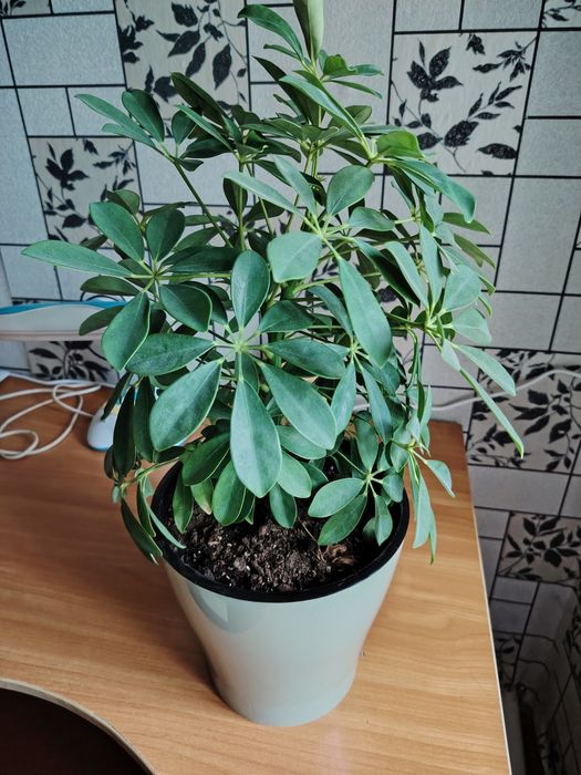 Продам комнатной растение шефлера