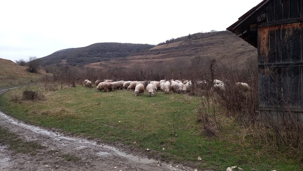 Vând 10 oi țurcane