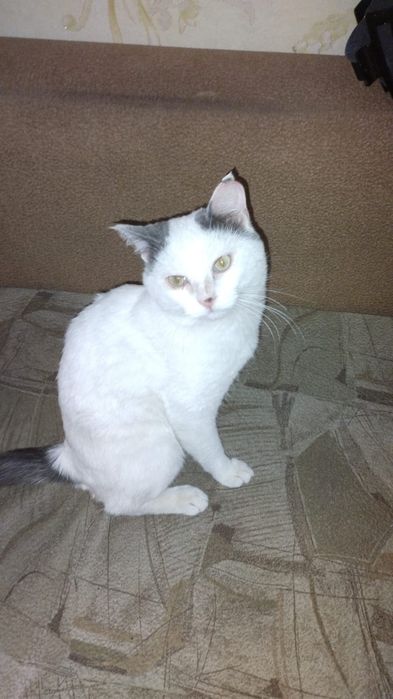 Котик в поисках дома