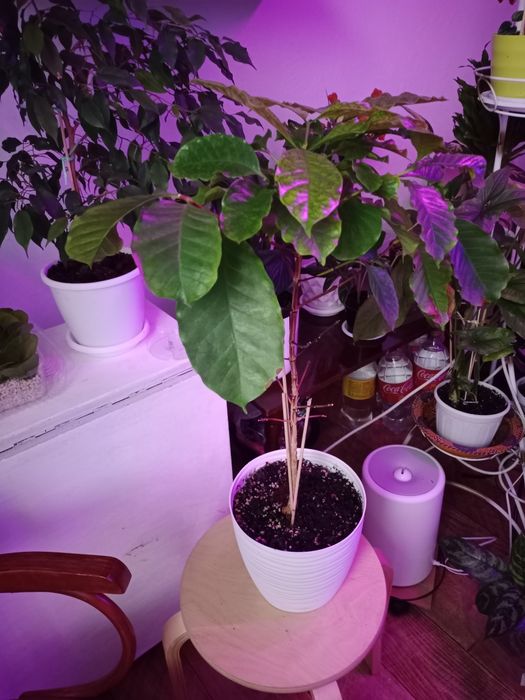 Продам деревце кофе арабика