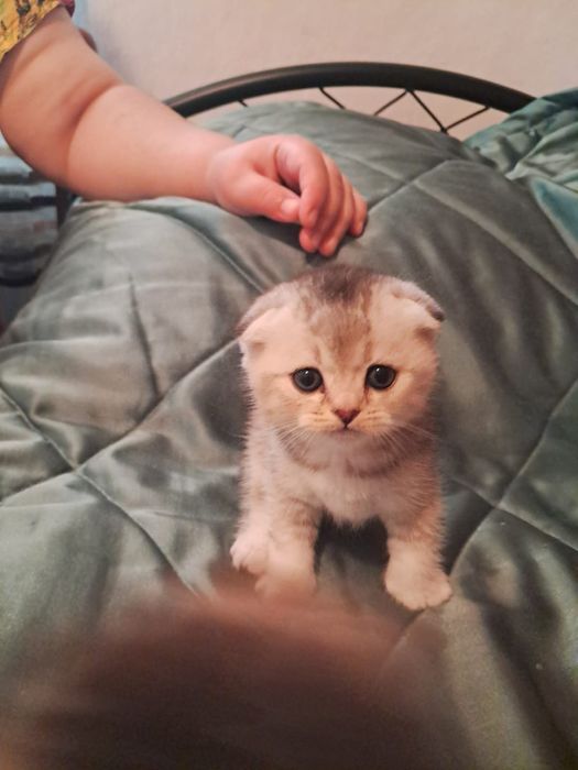 Продам  котят  .