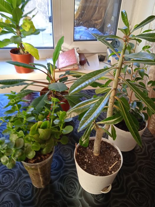 Дом и сад комнатные растения