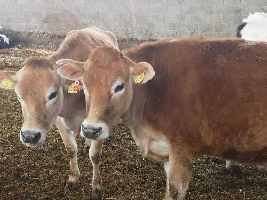 Fermă de Reproducție rasa JERSEY vinde juninci gestante