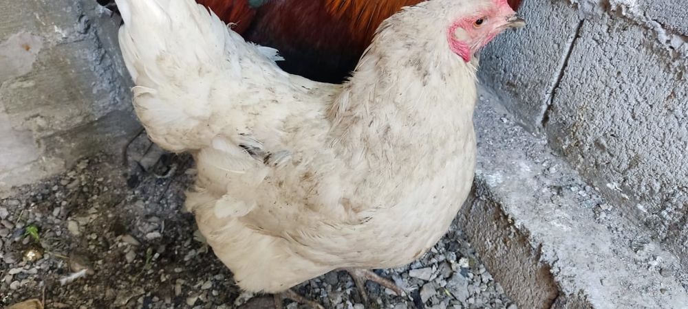 Продам молодых домашних курей