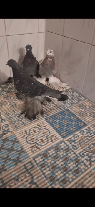 Голуби, голуб...