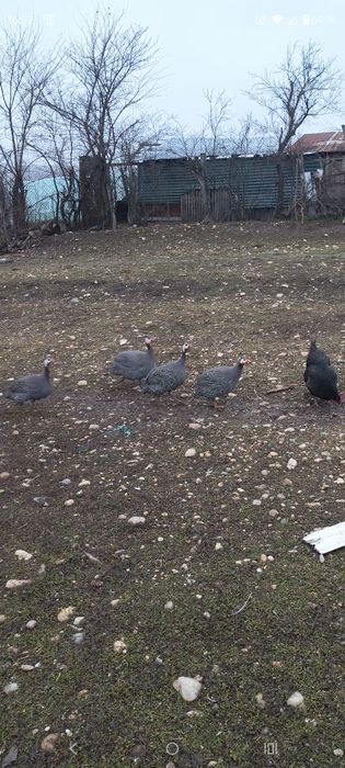 Vănd familie bibilici 3cu1 400lei nu se dau separat