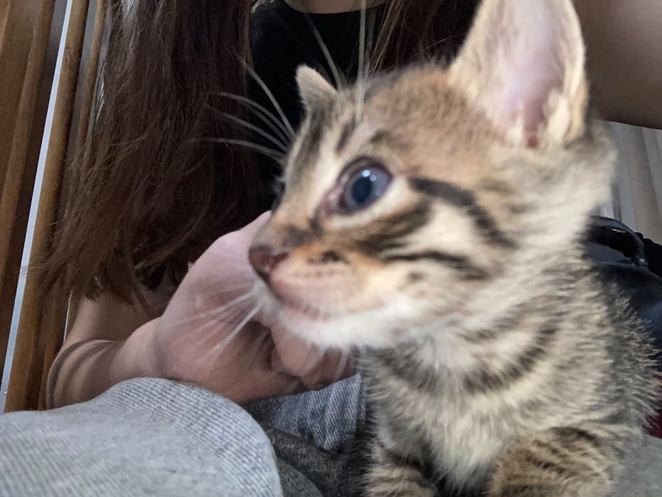 Отдавам  домашни котенца