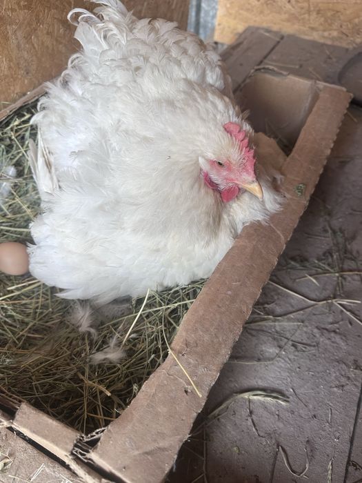 Квочка Наседка продам
