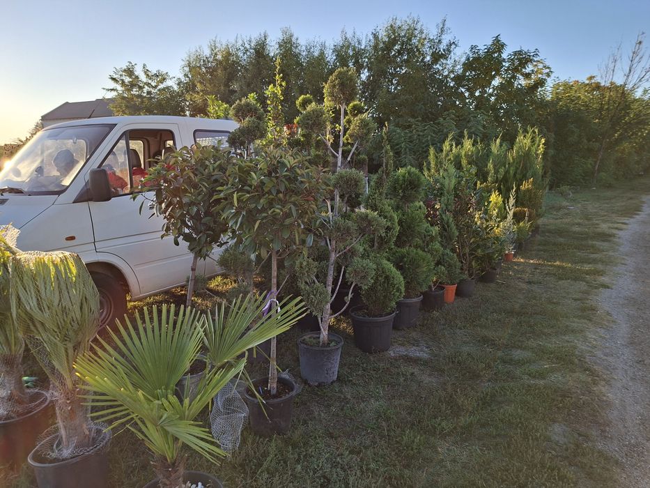 Plante naturale din pepiniera